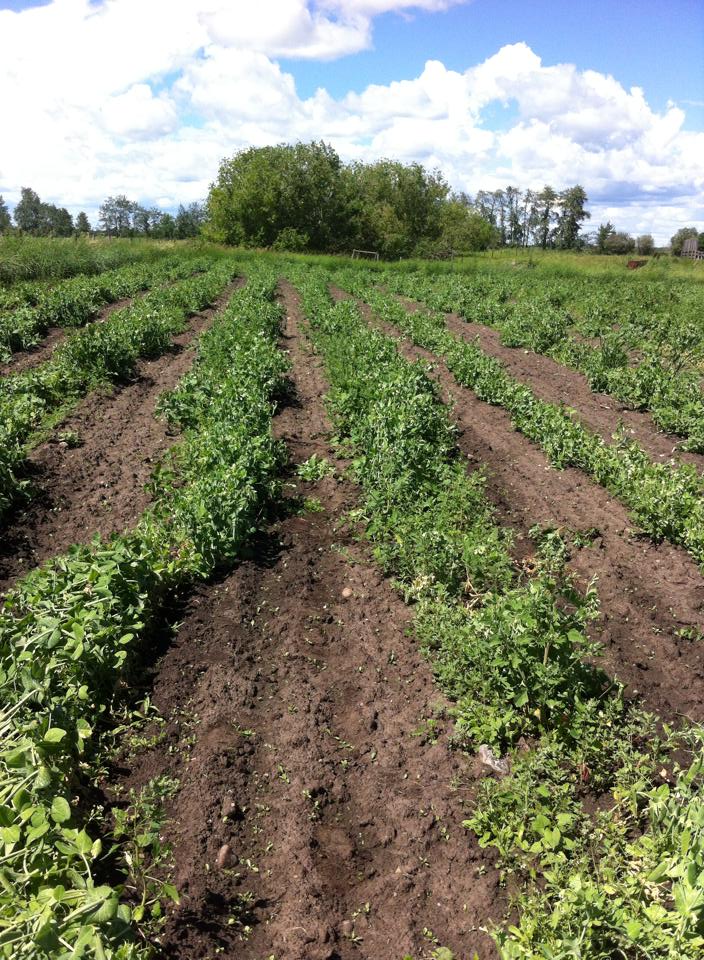 10500559_586576048108010_5552555917565570206_n