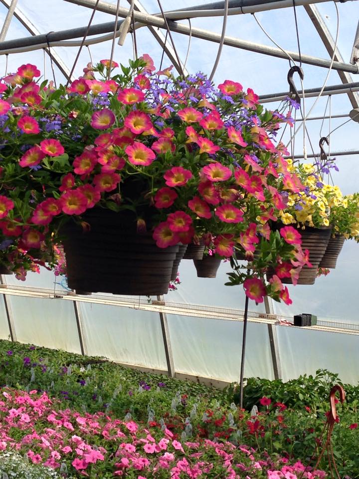 11245801_727043627394584_1409481525138005976_n