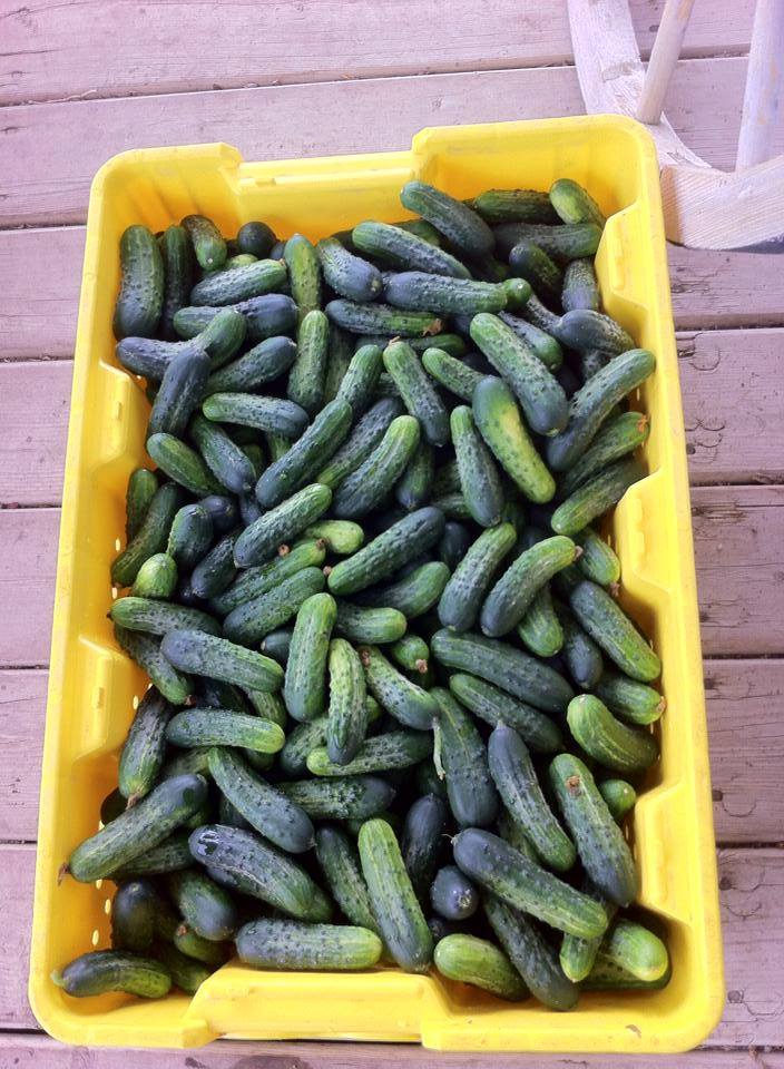 11350504_670127703093038_8324221452190187366_n